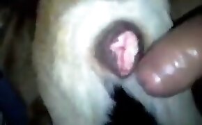 Melhor boa foda amadora com gozada na cara - guy fucks animal, zoophilia fuck porn
